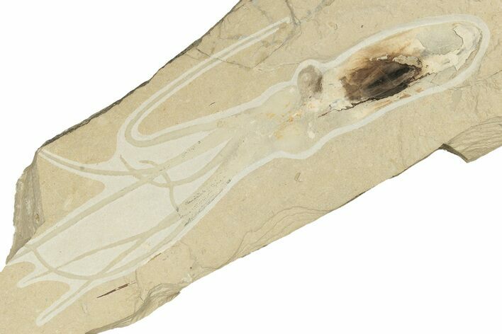 Amazing Fossil Squid - Soft-Bodied Arms, Tentacles, & Ink Sac #227498